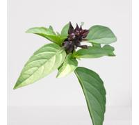 100 graines Aromatiques à semer - Le Grenier d'Abondance - BASILIC Réglisse - Ocimum basilicum