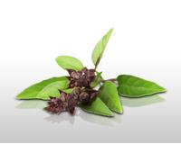 100 graines Aromatiques à semer - Le Grenier d'Abondance - BASILIC Thaï - Ocimum basilicum