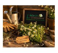 100 graines Aromatiques à semer - Le Grenier d'Abondance - CAMOMILLE ROMAINE - Chamaemelum nobile