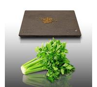 100 graines Aromatiques à semer - Le Grenier d'Abondance - CÉLERI à couper - Apium graveolens