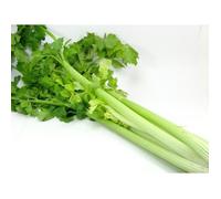 100 graines Aromatiques - CELERI à couper - Apium graveolens - Idéal Minceur
