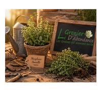 100 graines Aromatiques - MARJOLAINE Annuelle - Origanum majorana