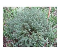 100 graines Aromatiques - THYM DE PROVENCE - Thymus Vulgarus