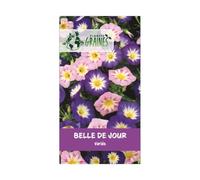 100 graines Belle de jour varié - Convolvulus tricolor- belle de jour venus varié - fleurs abondante