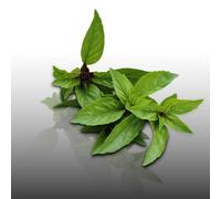100 Graines Bio À Semer - Le Grenier D'abondance - Basilic Cannelle - Certifié Ab - Ocimum Basilicum