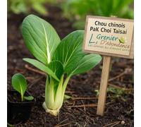 100 graines Bio à semer - Le Grenier d'Abondance - Chou chinois Pak Choi Taïsaï - Certifié AB - Brassica Rapa