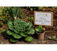 100 graines Bio à semer - Le Grenier d'Abondance - Chou Green Tatsoi - Certifié AB - Brassica Rapa