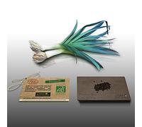 100 graines Bio à semer - Le Grenier d'Abondance - POIREAU Bleu de Solaise - Certifié AB - Allium porrum