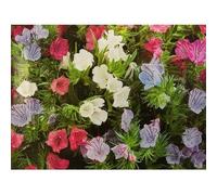 100 Graines d’Echium plantagineum - Vipérine Plantain - Dwarf Hybrids Mixed - Mix de Couleurs - Fleurs Jardin - 359