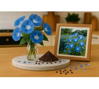 100 Graines d' Ipomée grande fleur Bleue 3 Grammes soit +/- 100 GRAINES - Ipomoea tricolor ‘Heavenly Blue- Fleur Jardin - 407