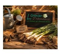 100 graines d'Aromatiques à semer - CIBOULE Blanche - Allium fistulosum