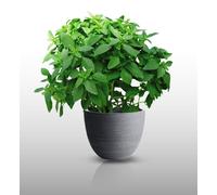 100 Graines D'aromatiques À Semer - Le Grenier D'abondance - Basilic Fin Vert - Ocimum Basilicum