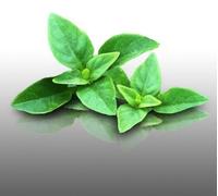 100 graines d'Aromatiques à semer - Le Grenier d'Abondance - BASILIC Pistou - Ocimum basilicum purpurascens