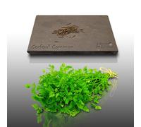 100 Graines D'aromatiques À Semer - Le Grenier D'abondance - Cerfeuil - Anthriscus Cerefolium