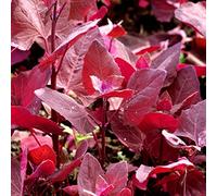 100 Graines d'Arroche Rouge - légume ancien - jardin potager - semences paysannes reproductibles - SemiSauvage