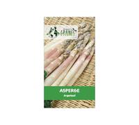 100 graines d'asperge d'argenteuil, variété ancienne hâtive, turions tendres et savoureux