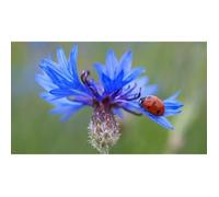 100 Graines de Bleuet - fleurs plante mellifère jardin méthode BIO