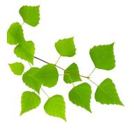 100 Graines de Bouleau Blanc Pleureur (Betula pendula verrucosa) - SemiSauvage Permaculture - graines reproductibles