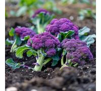 100 Graines de Brocolis Violet - SemiSauvage Permaculture