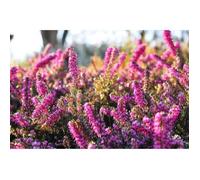 100 Graines de Bruyère - massif fleurs plante mellifère jardin méthode BIO