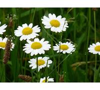 100 graines de camomille (Chamaemelum Nobile - Anthemis Nobilis)…