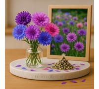 100 Graines de Centaurée - Graine de Bleuet 'Ball Mix' - Centaurea cyanus - Fleur Multicolore Jardin - 391