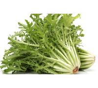 100 Graines De Chicorée Frisée