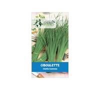 100 Graines de Ciboulette Civette (Allium schoenoprasum) pour des plats frais et parfumés - Facile à cultiver