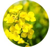 100 graines de colza, Brassica napus, pour une huile de colza saine, aux abeilles