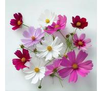 100 Graines de Cosmos Blanc Rose et Rouge - SemiSauvage Permaculture