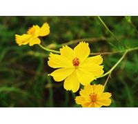 100 Graines de Cosmos - fleurs mélange jaune et orange - semences paysannes reproductibles - SemiSauvage