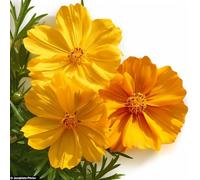 100 Graines de Cosmos Jaune et Orange - SemiSauvage Permaculture