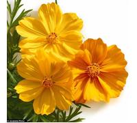 100 Graines de Cosmos Jaune et Orange - SemiSauvage Permaculture
