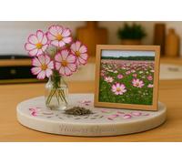 100 Graines de COSMOS Picotée - Cosmos bipinnatus Sensation Picotee - Fleur Jardin - 411