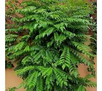 100 graines de feuilles de curry