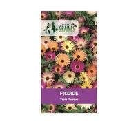 100 graines de ficoide - tapis magique - fleurs mixtes - plante vivace