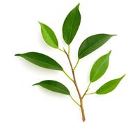 100 Graines de Figuier Pleureur (Ficus benjamina) - SemiSauvage Permaculture - graines reproductibles