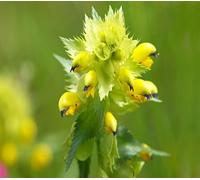 100 graines de fleurs à hochet