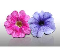 100 Graines De Fleurs À Semer - Le Grenier D'abondance - Petunia - Petunia