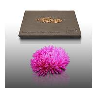 100 graines de Fleurs à semer - Le Grenier d'Abondance - REINE MARGUERITE Beauté D' Amérique - Callistephus chinensis