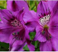 100 graines de fleurs d'alstroemeria