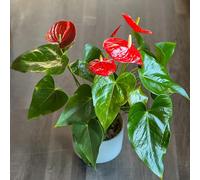 100 graines de fleurs d'anthurium