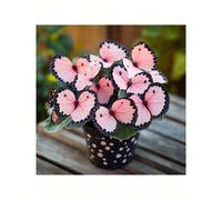 100 graines de fleurs de bégonia papillon de clair de lune, belle plante de printemps rose, vendeur américain