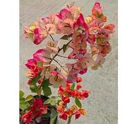 100 graines de fleurs de bougainvilliers