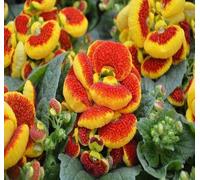 100 graines de fleurs de calceolaria