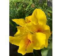 100 graines de fleurs de Canna