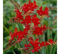 100 graines de fleurs de Crocosmia
