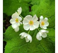 100 graines de fleurs de Diphylleia