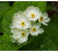 100 graines de fleurs de Diphylleia