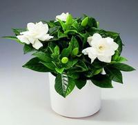 100 graines de fleurs de gardénia